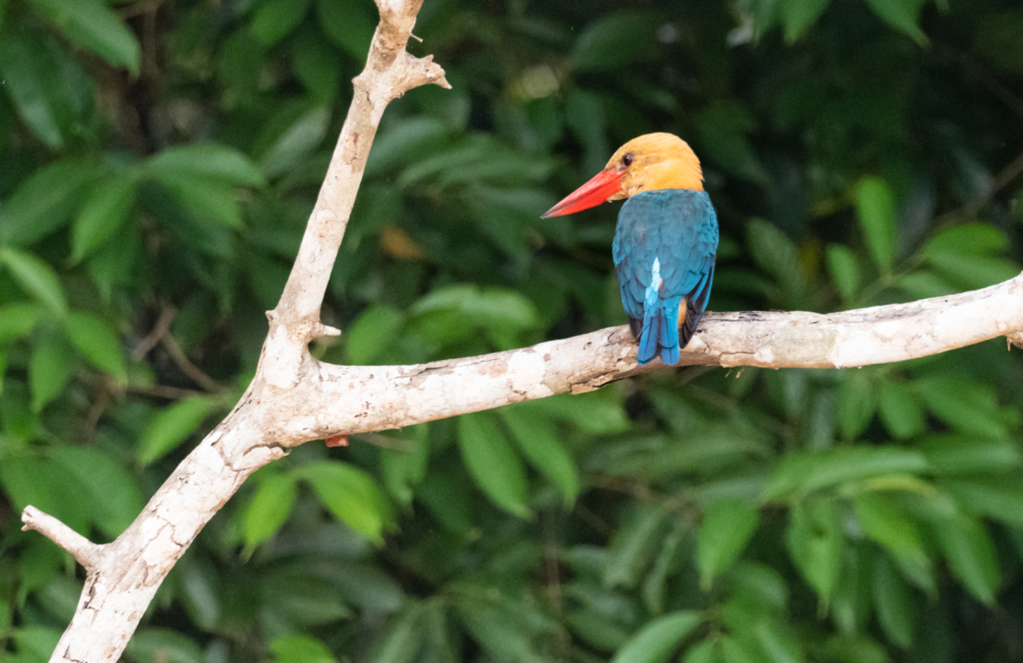 Stork billed Kingfisher